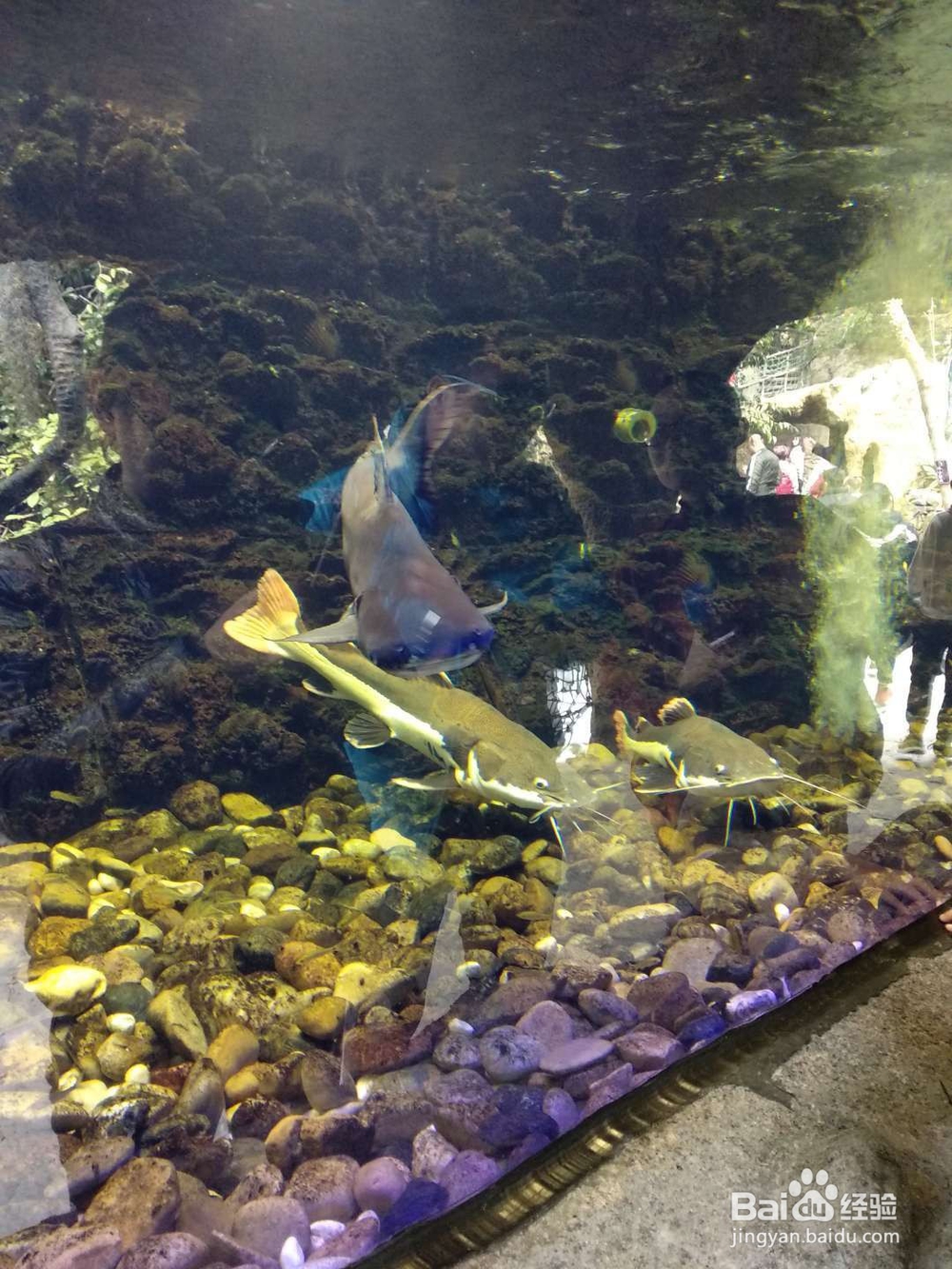 清远两日游攻略