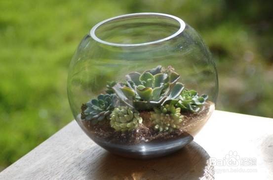 DIY多肉水晶球种植器
