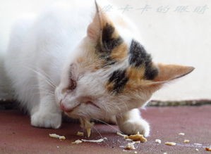 猫咪在哪些时候不能去打扰
