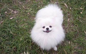 博美不能吃什么