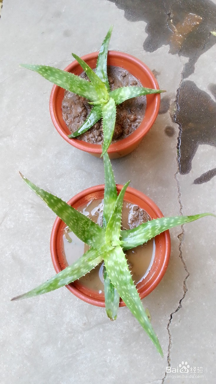 种植芦荟以及芦荟的日常使用和美容保健方法