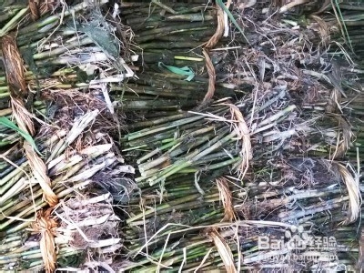 芦苇的栽培技术