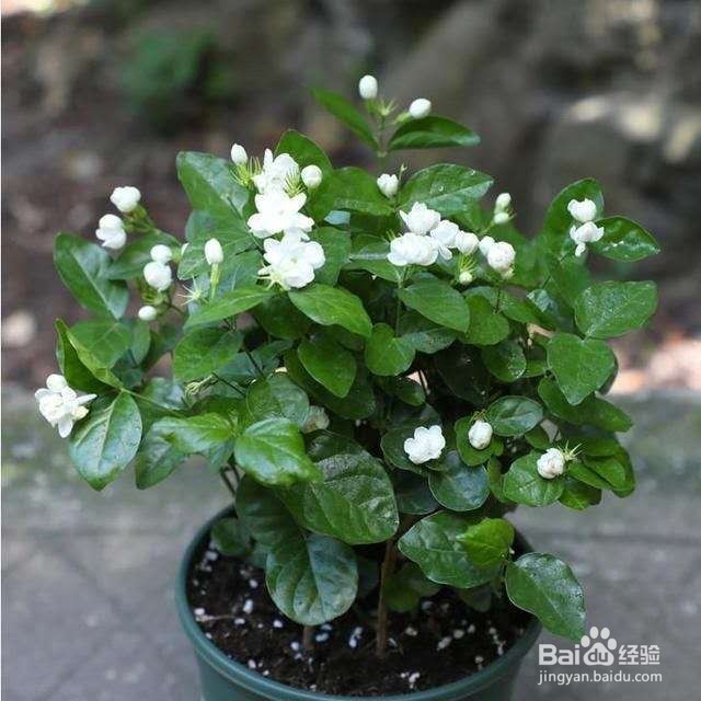 养一盆就能让家里满室生香!