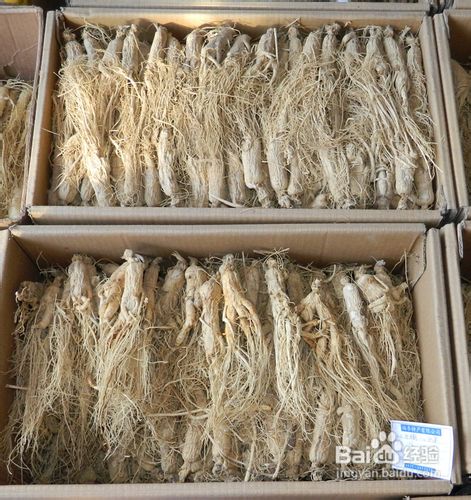 白参的功效与作用及食用方法