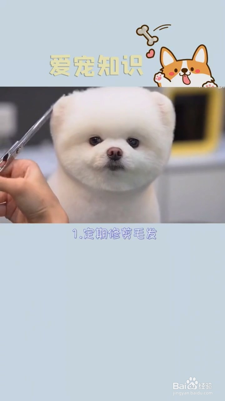 如何减少狗狗的泪痕？