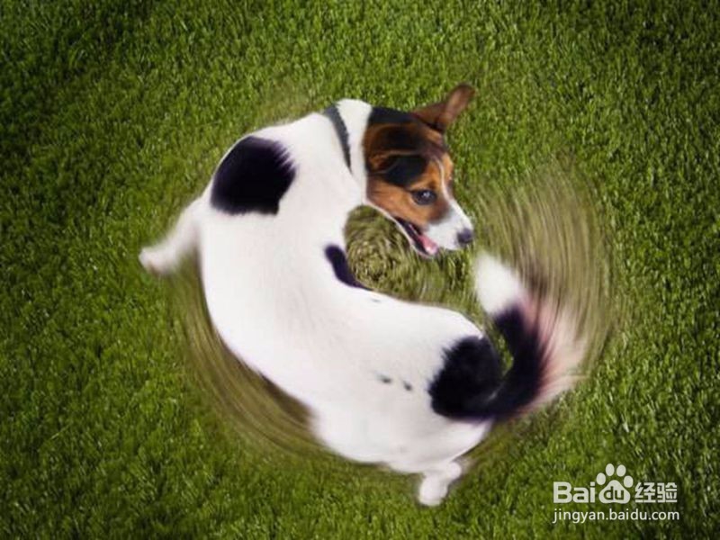 怎样从细微处发现自己的狗狗生病了