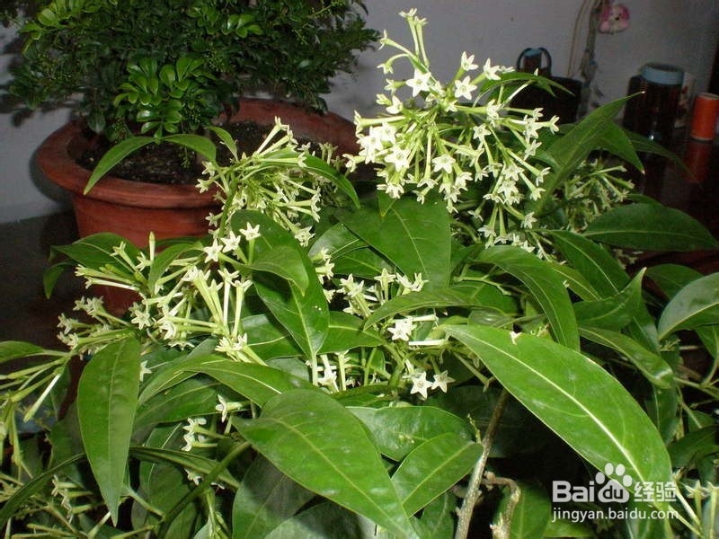 不能放于室内的植物有哪些?