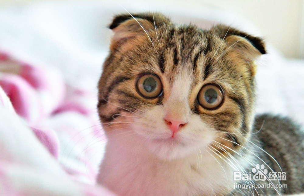 纠正猫咪挑食的办法