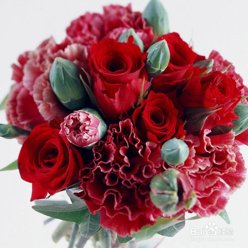 栽种康乃馨需要注意哪些？