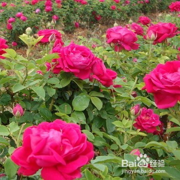 品味久远花香——自制花干