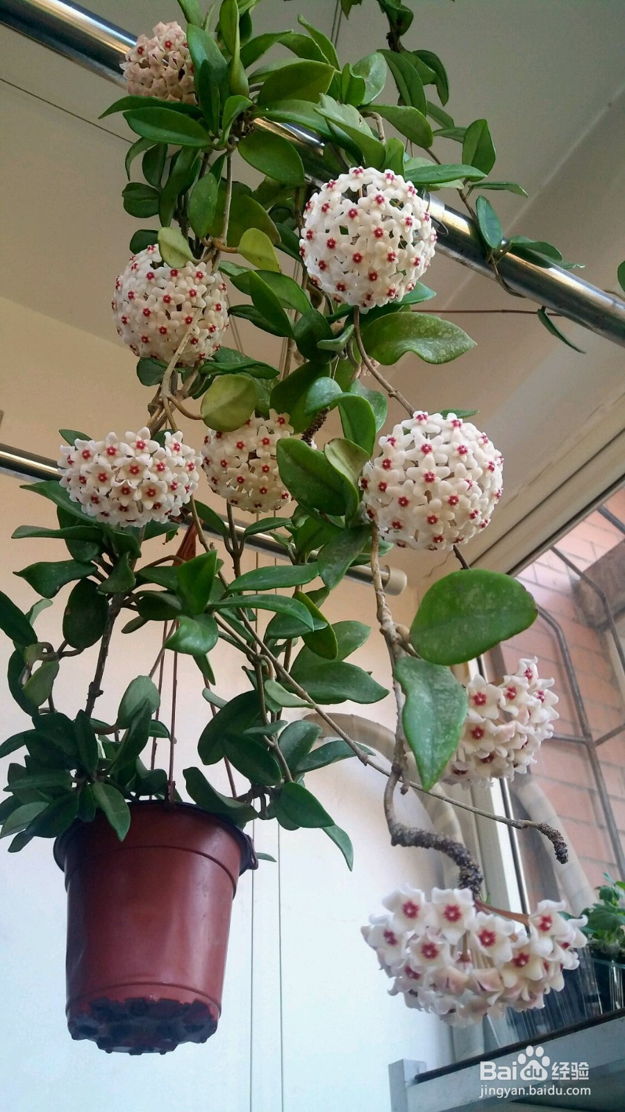 球兰冬天怎么养护