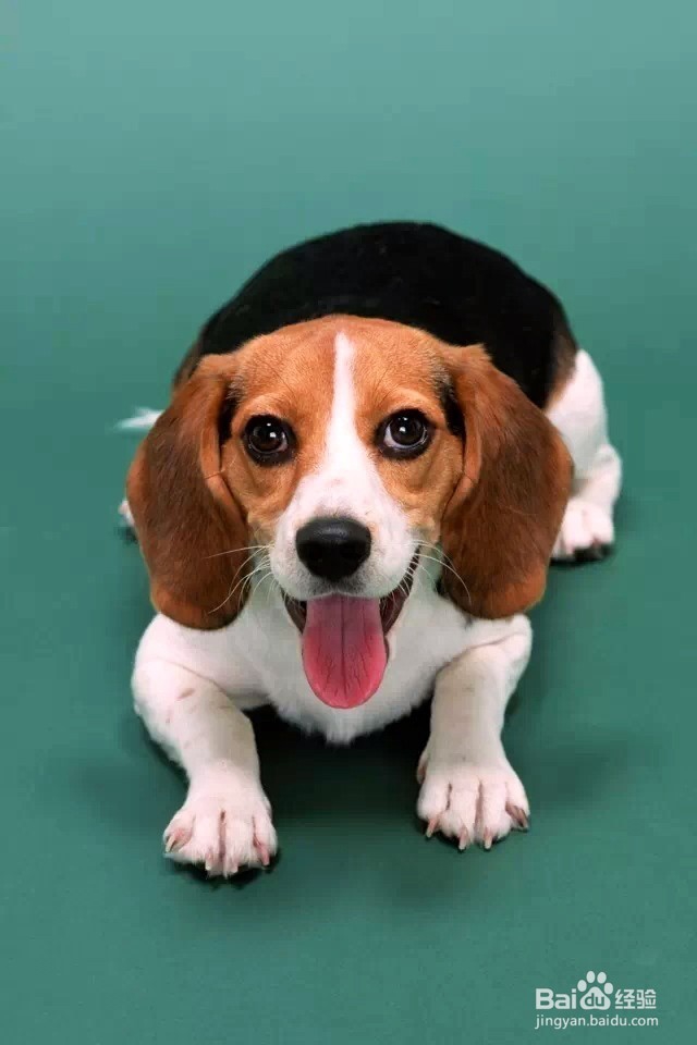 宠物美容造型师学校哪家好