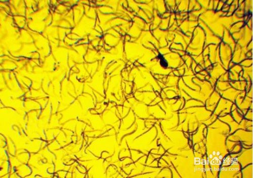 大姜有根结线虫怎么办