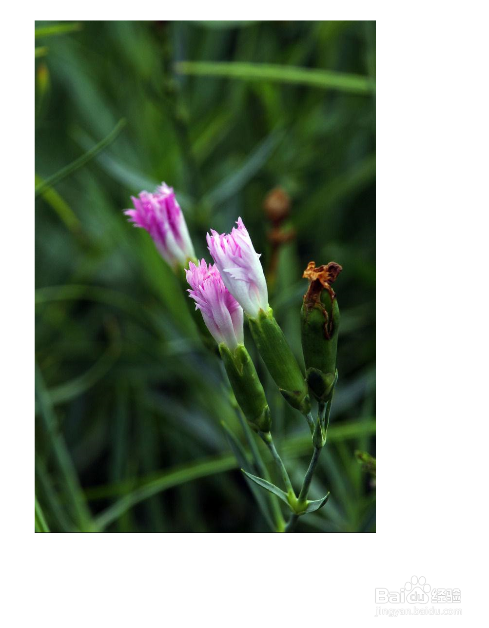 石竹的种植方法和注意事项