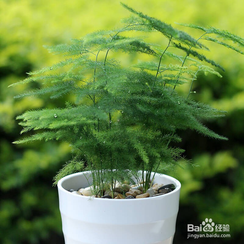 办公室放置绿植有什么好处呢