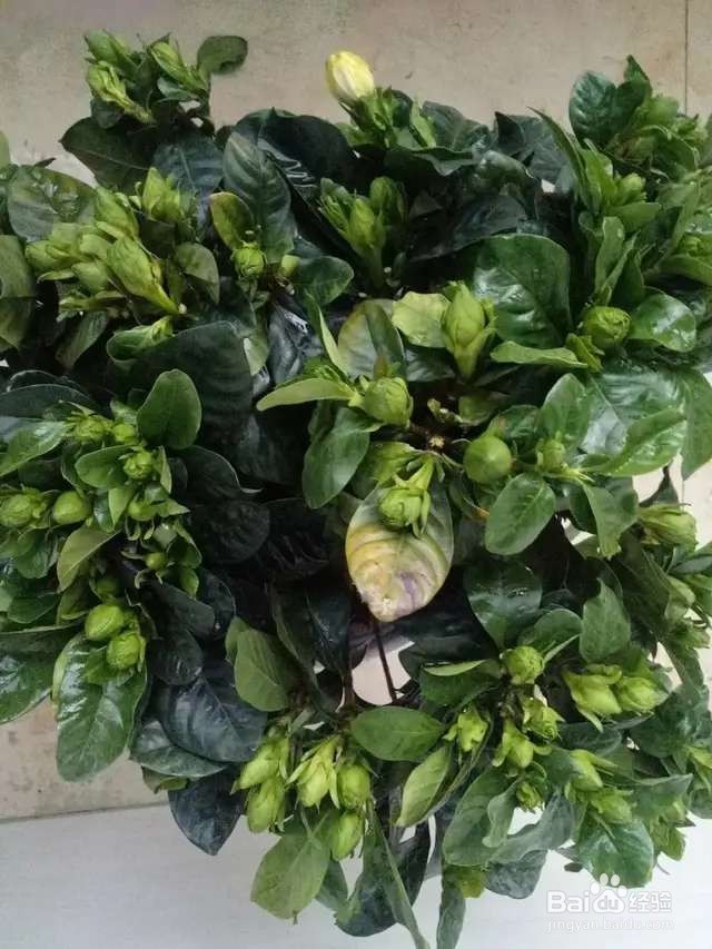 栀子花太难养记住:少折腾,不黄叶,年年开花