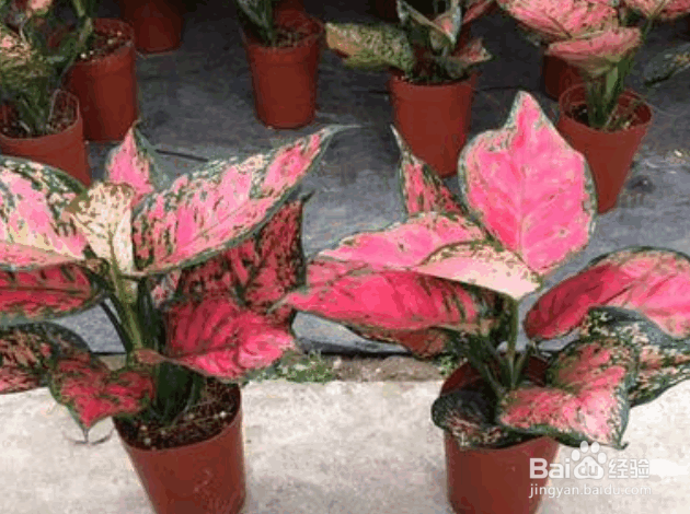 彩色万年青的种植要点及注意事项