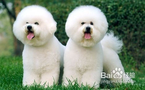 水对比熊犬健康成长的重要性