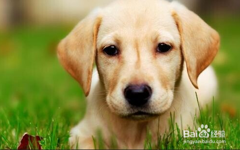 我们爱的狗狗图