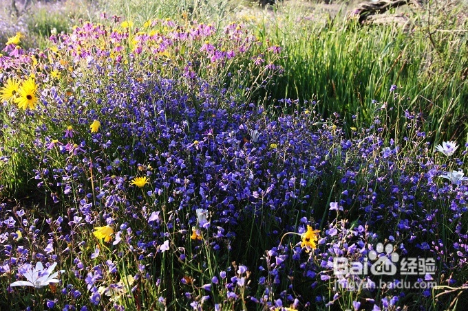[转载]南非之旅3：纳玛夸兰（Namaqualand）花海