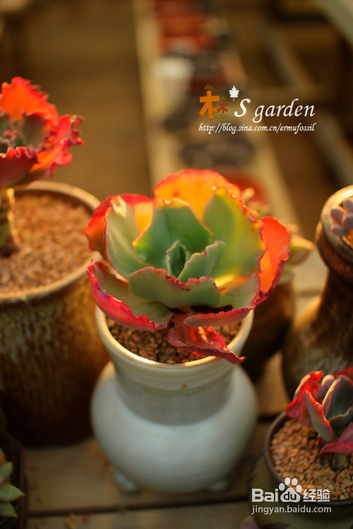 植物摄影小窍门+皮神山大王记