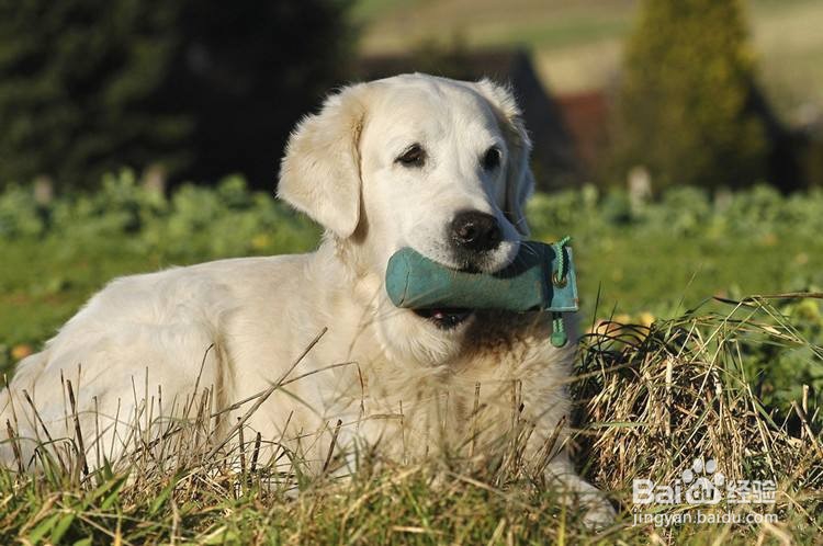 幼犬金毛怎么训练
