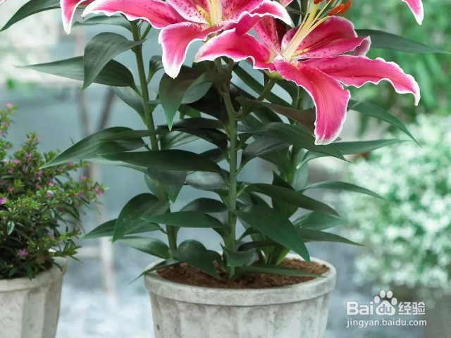 百合盆栽开花后怎么养护？