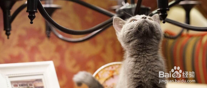 如何正确地挑选英短猫咪