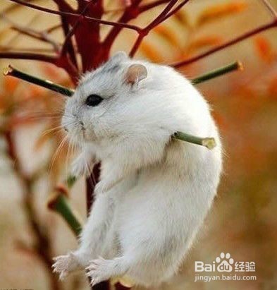 距离高考一星期短期复习计划文科生