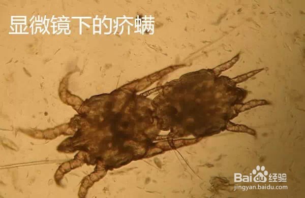 宠物皮肤病的致病原因及诊断方法