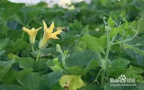 南瓜整枝打杈方法