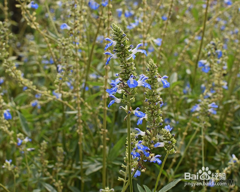 蓝花丹的养殖方法和注意事项