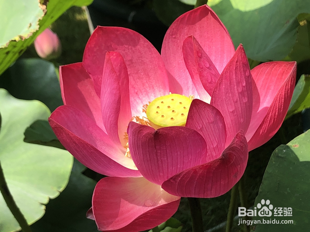 厨爸教你做桂花冰糖杨梅