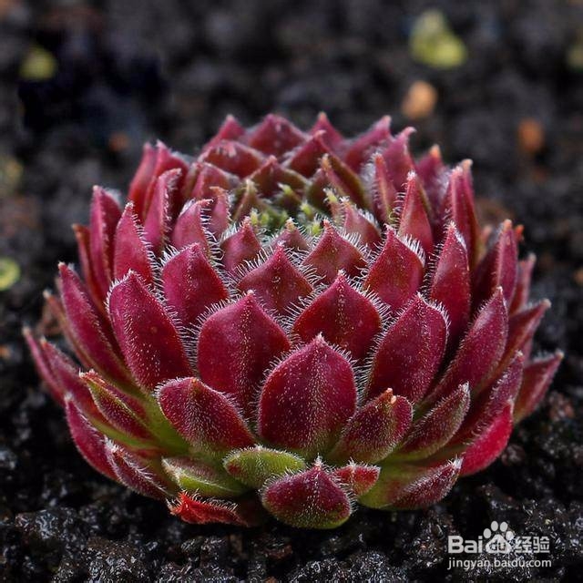 适合冬天养的多肉