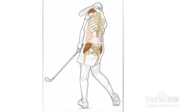 高尔夫球训练：[22]相关肌肉图解22