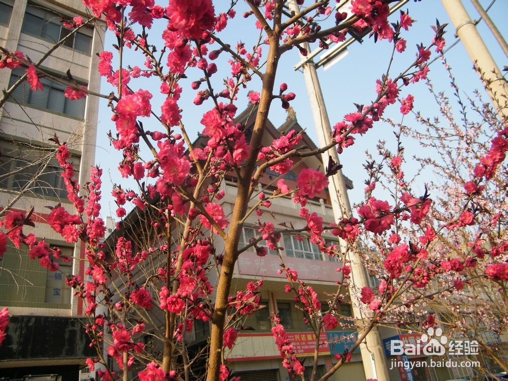 美丽的兰州：[2]春季花朵一景
