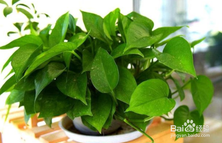 绿箩怎么养护长得才茂盛