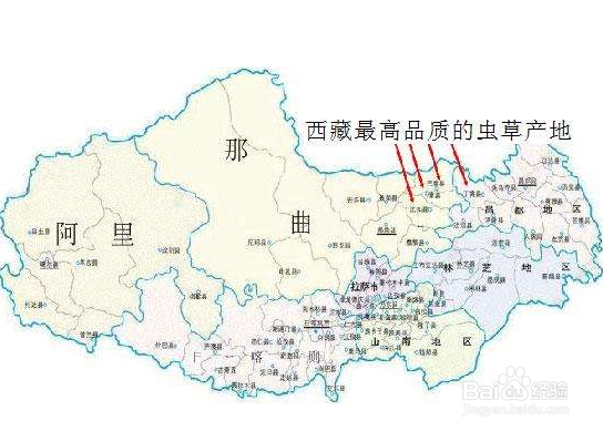 冬虫夏草的食用方法 首选泡茶喝