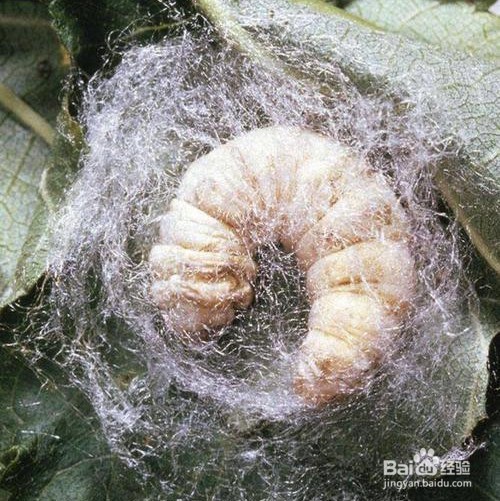 蚕结茧的架子怎么做