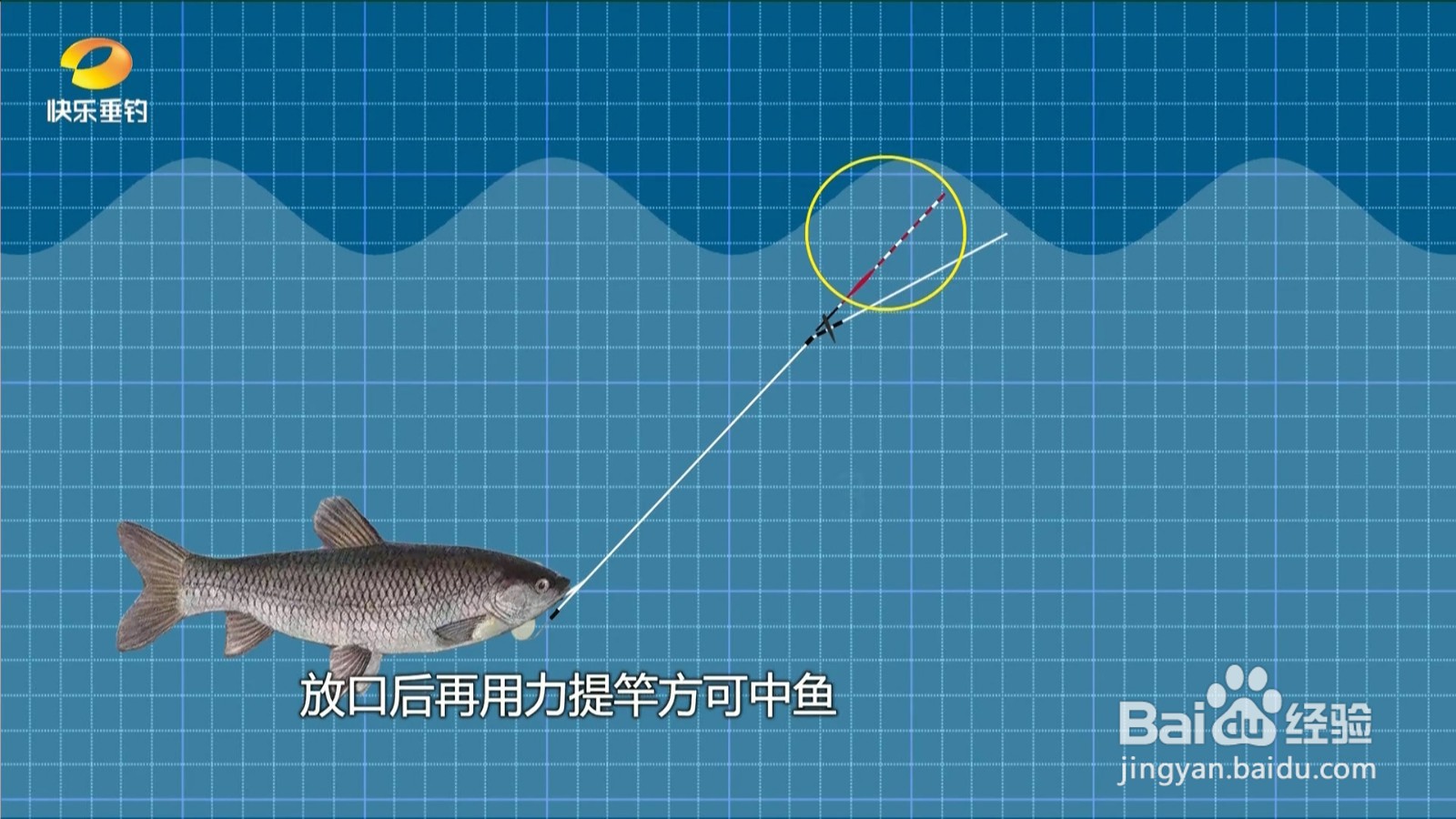 夏钓青鱼,如何正确识别上鱼信号?