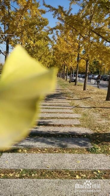 用手机怎样拍出好看的银杏树照片