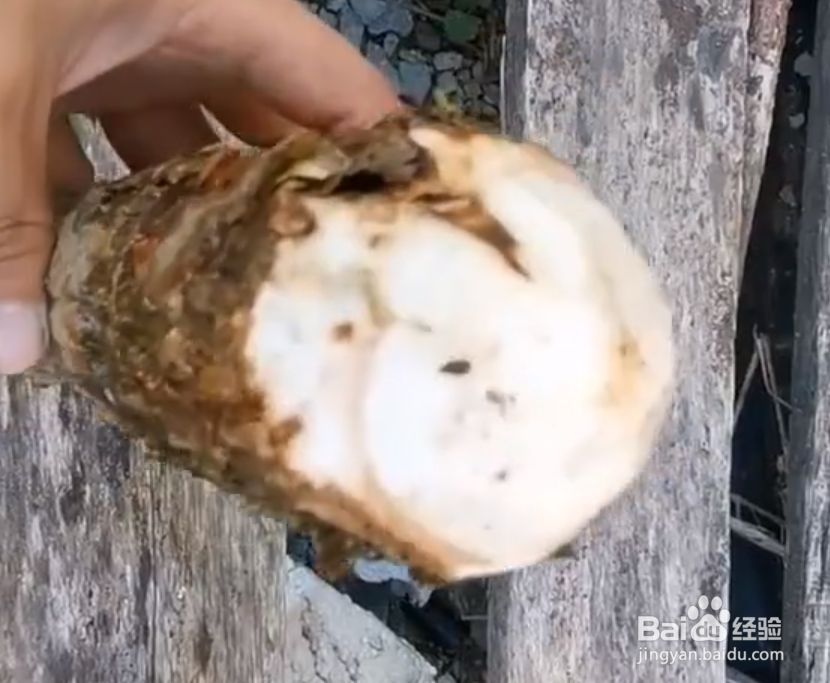 发财树树干萎缩怎么办