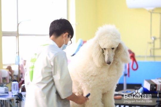 宠物美容培训机构哪家好