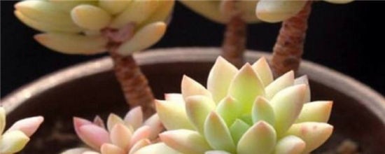 多肉植物招飞虫的解决办法
