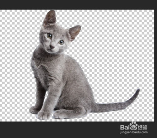 Photoshop教程——灰猫变蓝猫