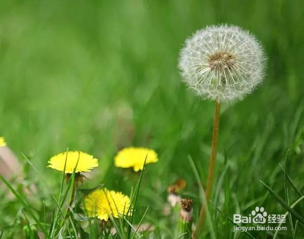 如何选择护肝的食材