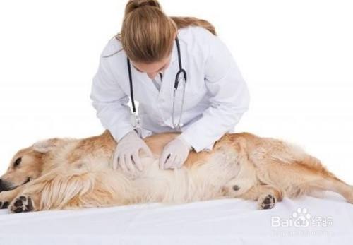 狗狗肚子痛的表现和处理方法 百度经验
