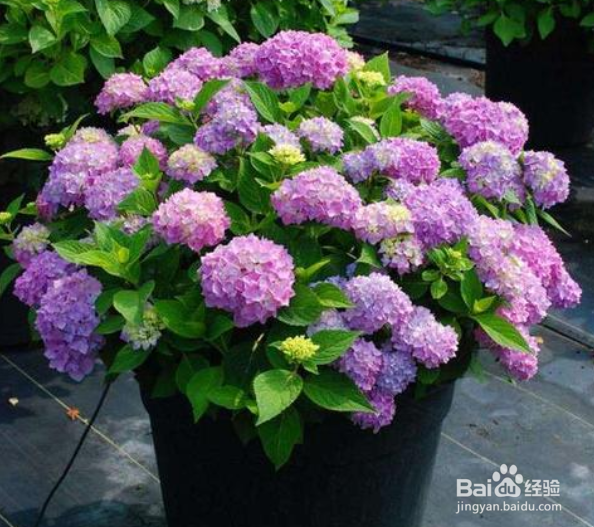 绣球花开花期间怎么施肥