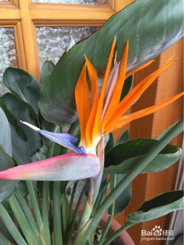 养花先养根,根系壮了,花才长得更好