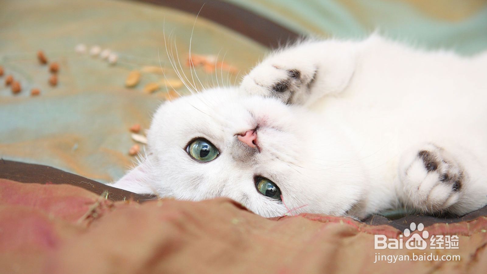 怎么知道猫要生了